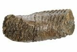 Partial, Fossil Woolly Mammoth Molar - Siberia #235037-4